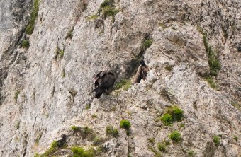 Luisa und Generl im Juli 2025 in der Halsgrube | © LBV-NPV-Bartgeierwebcam