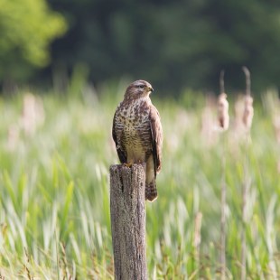 Mäusebussard auf einem Ansitz auf einem Feld | © Marcus Bosch