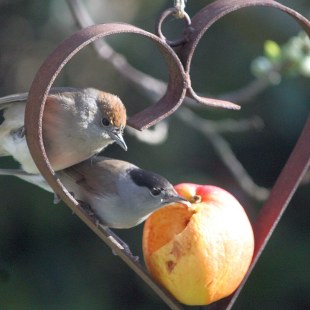 Mönchsgrasmückenpaar sitzt auf herzförmigem Drahtgestell, in der Mitte ein Apfel | © Regina Rössler