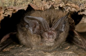 Mopsfledermaus | © Thomas Stephan