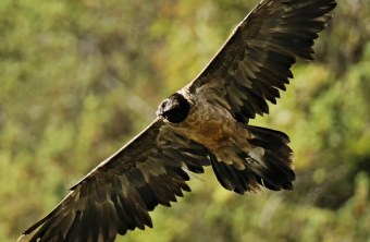 Nepomuk im September 2025 in der Halsgrube | © Markus Leitner