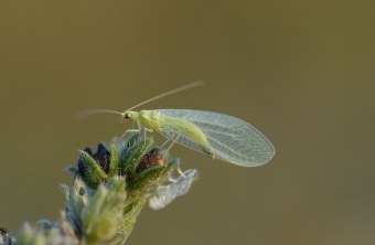 Femeine Florfliege | © Dr. Eberhard Pfeuffer