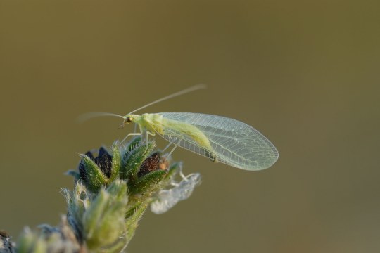 Femeine Florfliege | © Dr. Eberhard Pfeuffer