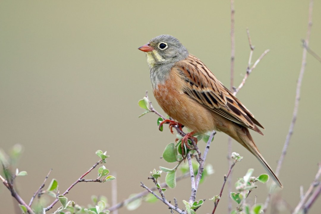 Ortolan | © Frank Derer