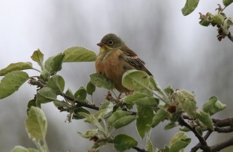Wenig singfreudiges Ortolan-Männchen sitzt bei kaltem Regenwetter auf einem Apfelbaum |© M. Hartmann