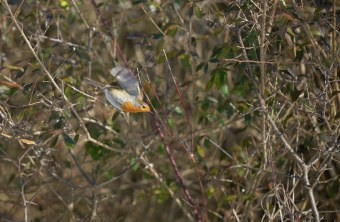 Rotkehlchen | © Hauke Lindhorst