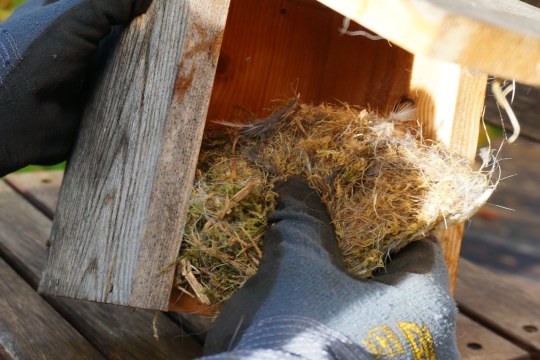 Nistkasten reinigen | © Peter Bria