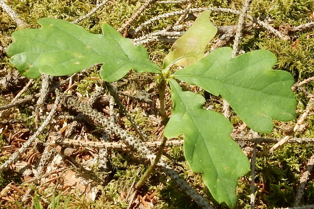 Keimling der heimischen Stieleiche im Rainer Wald | © Dr. Christian Stierstorfer