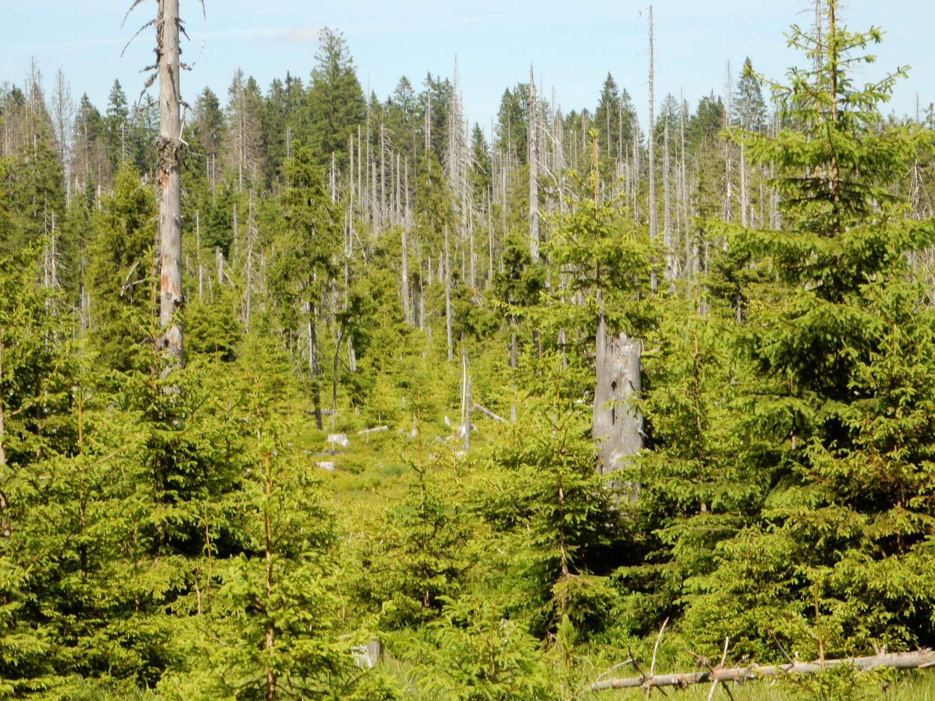 Ehemalige Borkenkäfer-Kalamitätsfläche im Nationalpark Bayerischer Wald | © Christian Stierstorfer