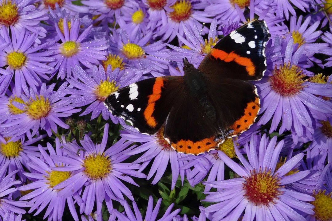 Admiral auf Herbstaster | © Maria Bauer