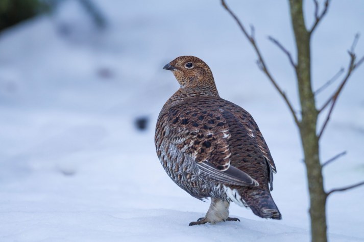 Ein Birkhuhn steht auf schneebedecktem Boden neben einem kahlen Baumzweig. | © Marcus Bosch
