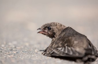 Junger hilfsbedürftiger Mauersegler | © Ralph Sturm
