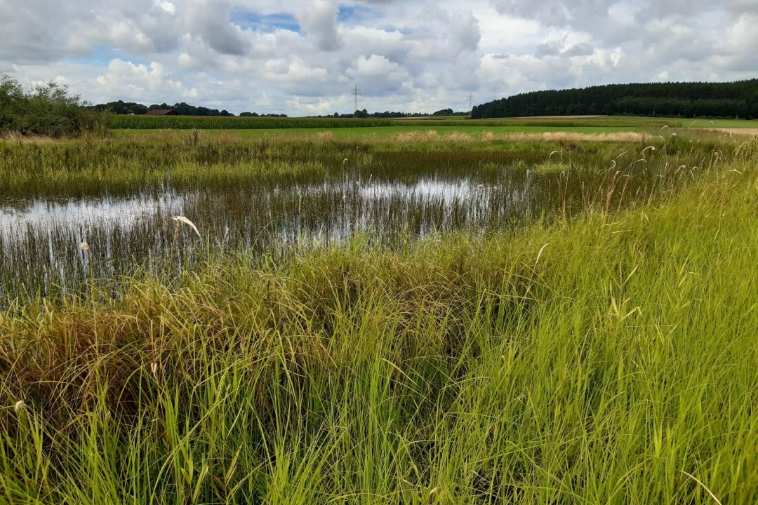 Eine Niedermoorfläche mit offener Wasserstelle, Teil des LBV-Eigentums, erstreckt sich unter einem bewölkten Himmel. | © LBV