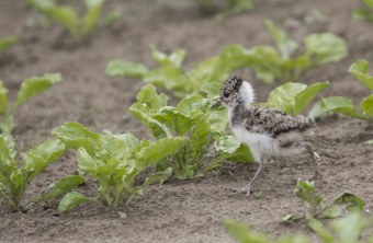 Kiebitzküken | © Ralph Sturm
