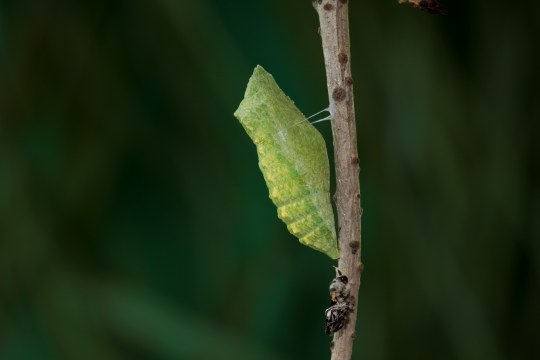 Raupe Schwalbenschwanz | © Marcus Bosch