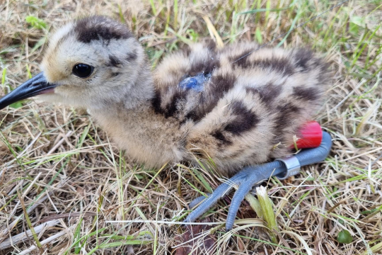 Älteres Brachvogelküken | © Verena Rupprecht