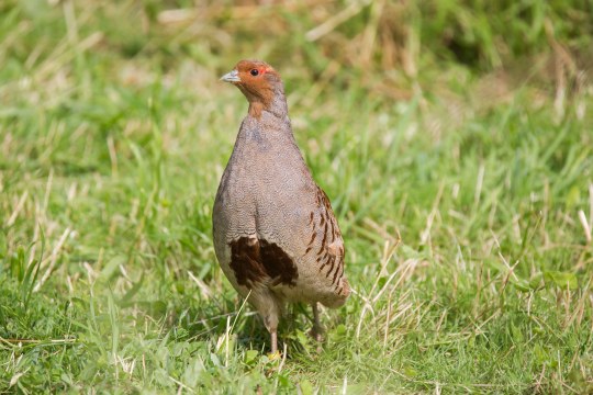 Rebhuhn auf Wiese | © Ralph Sturm