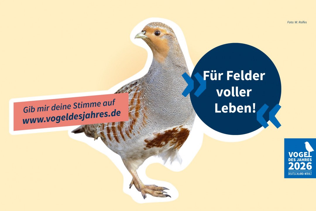 Rebhuhn mit dem Slogan „Für Felder voller Leben!“ | © W. Rolfes