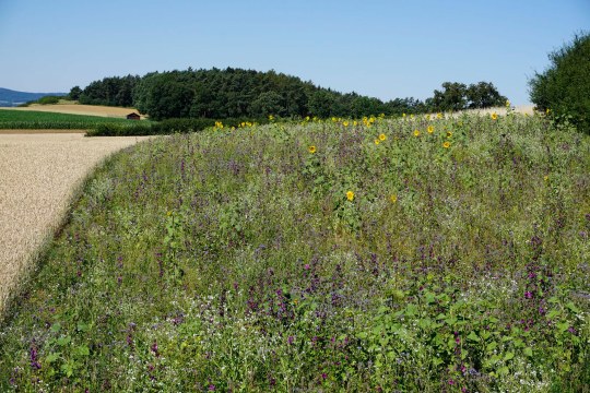 Rebhuhnflühfläche in Lettenreuht | © Christine Neubauer (Ökologische Bildungsstätte Oberfranken)