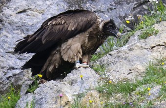 Recka auf einem Fels | © Markus Leitner