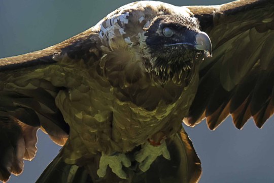 Nahaufnahme von Recka, sie ist bildfüllend zu sehen, die Flügel sind am Bildrand abgeschnitten | © Markus Leitner