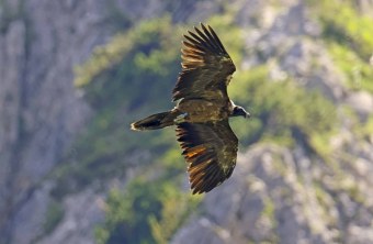 Recka mittig im Bild, von unten zu sehen, im Segelflug | © Markus Leitner