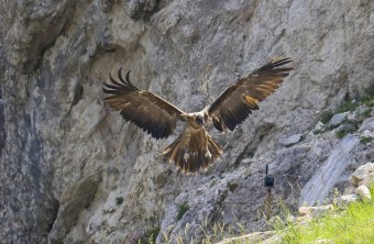 Recka breitet ihre Schwingen zur Landung aus, sie ist mittig im Bild zu sehen mit ausgestreckten Beinen | © Markus Leitner