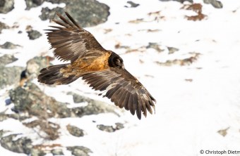 Recka in den Hohen Tauern November 2024 | © Christoph Dietmaier