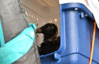 Bartgeier Recka in der Transportbox | © Hansruedi Weyrich