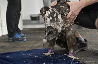 Bartgeier Bavaria| © Hansruedi Weyrich