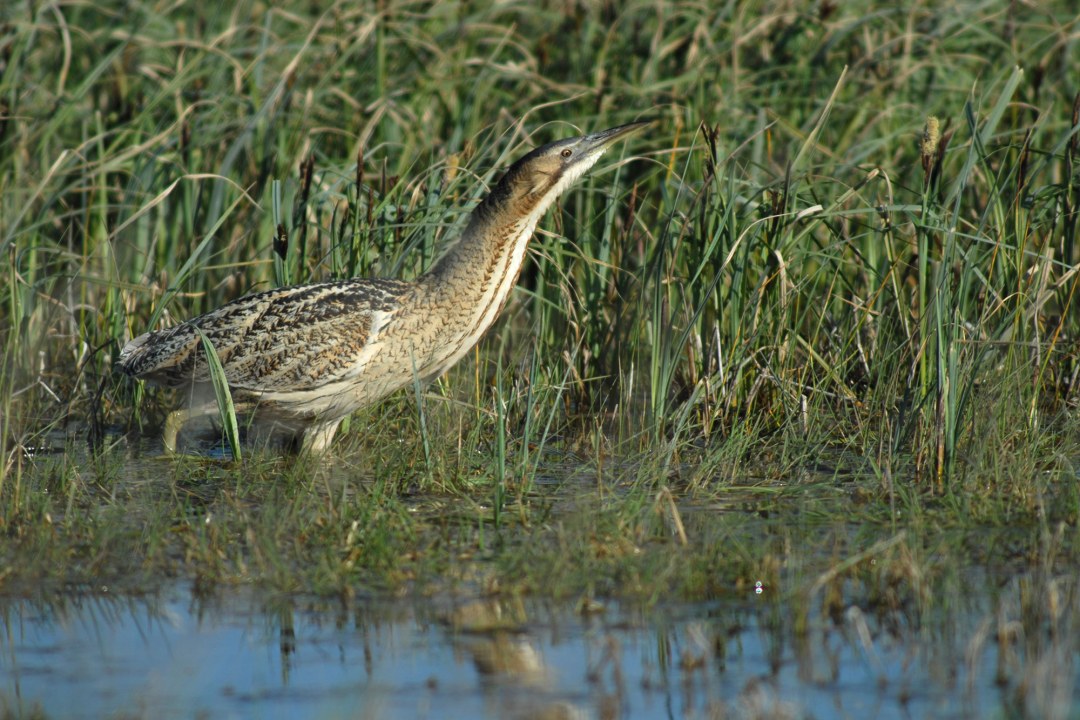 Rohrdommel im Moor | © Henning Werth