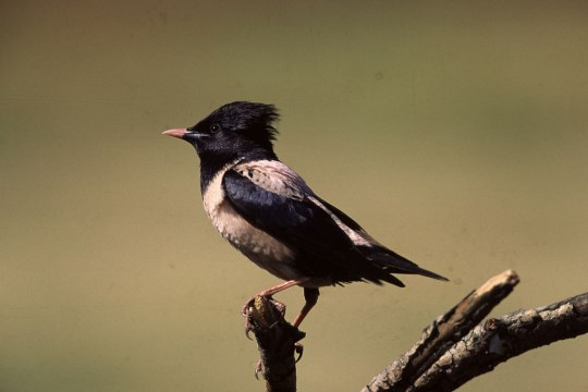 Einzelner Rosenstar sitzt auf einem Ast | © Mihály Bodnár