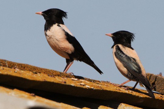Zwei Rosenstare auf einem Dach | © Hans-Joachim Fünfstück