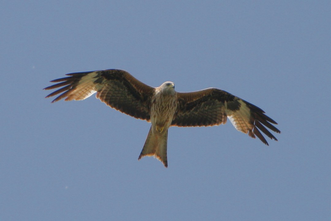 Rotmilan in der Luft | © Zdenek Tunka