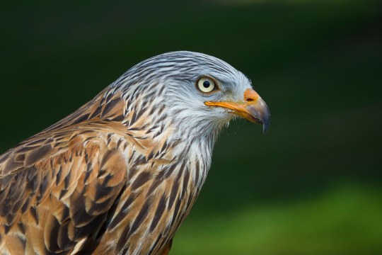 Seitliche Aufnahme eines Rotmilans | © Marcus Bosch