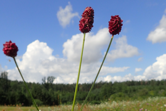 Der große Wiesenknopf - Sanguisorba officinalis | © Patricia Danel