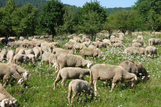 Schafherde auf einer grünen Wiese | © Rudi Leitl