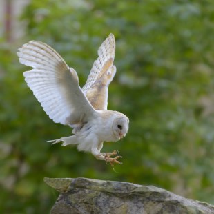 Schleiereule Weibchen | © Christoph Bosch