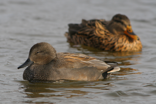 Schnatterenten-Paar auf dem Wasser, Männchen vorne Weibchen hinten | © Zdenek Tunka