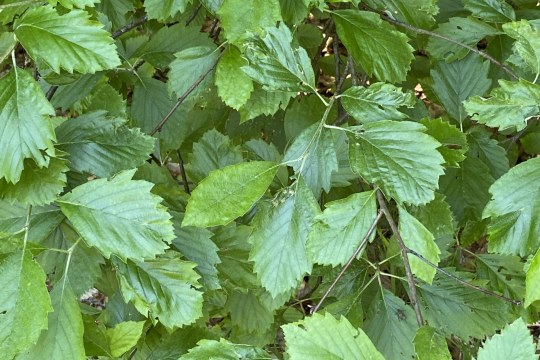 Schnizleins Mehlbeere |© Bernd Raab