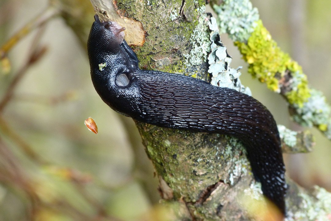 Schwarze-Wegschnecke | © Peter Bria