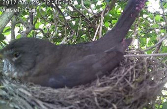 Ein Amselweibchen sitzt im Nest, das in einem Baum oder Busch liegt | © LBV