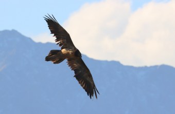 Sisi im Oktober 2025 | © ML.U-Ulliel