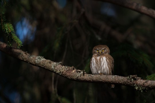 Sperlingskauz auf einem Ast im Wald | © Wolfgang Lorenz