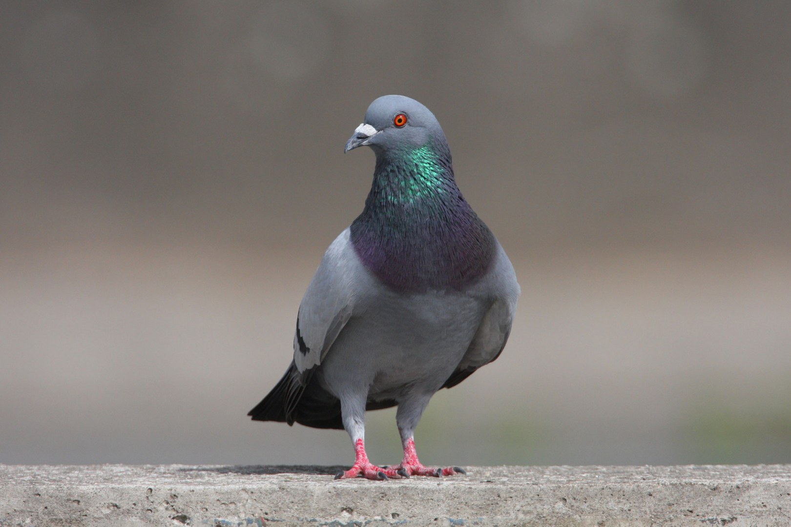 Stadttaube bei Wahl zum Vogel des Jahres 2021 in Führung - LBV - LBV ...