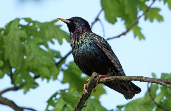 Star auf dünnem Zweig | © Claudia Becher