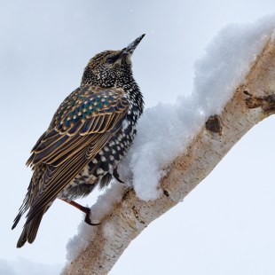 Star | © Silke Weber