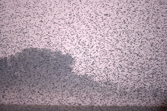 Starenschwarm im Abendrot | © Zdenek Tunka