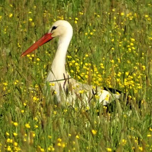 Storch in einer Blumenwiese | © Nadia Baumgart