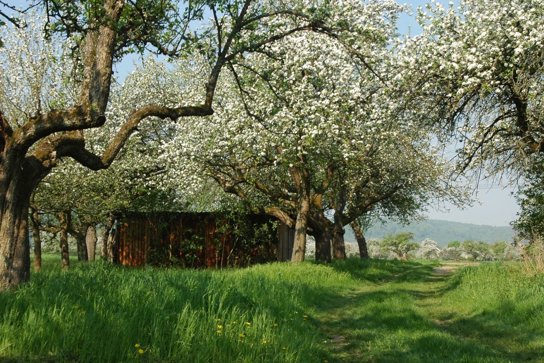 Streuobstwiese | © Thomas Staab